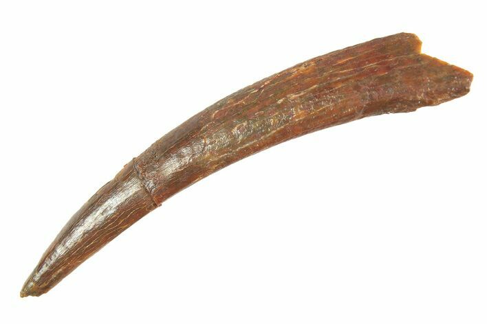 Fossil Pterosaur (Siroccopteryx) Tooth - Morocco #298521